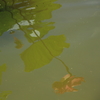 花はす公園にて －水面のはす－