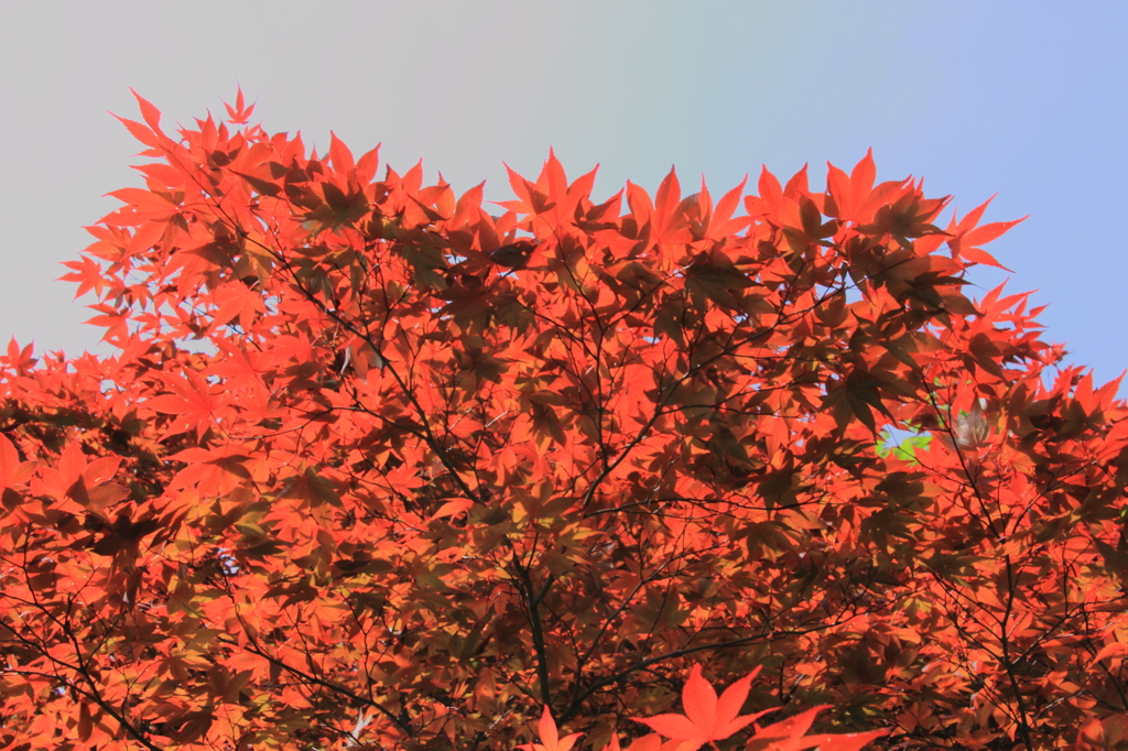 燃えるように！