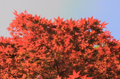 燃えるように！