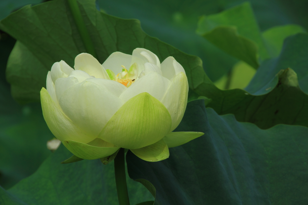 花はす公園にて －はす－