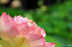 花はす公園にて