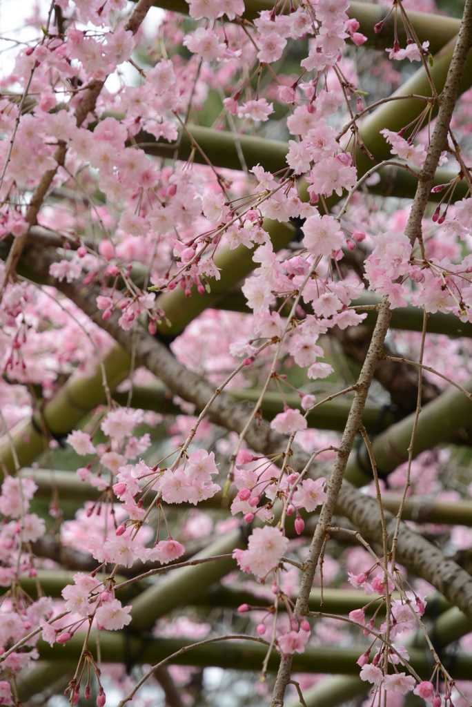 半木の道の紅枝垂れ桜