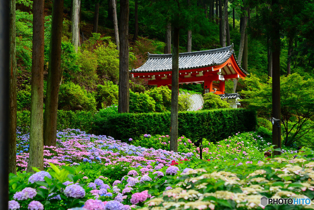 紫陽花の咲くお寺