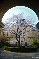 京都府庁旧本館のしだれ桜