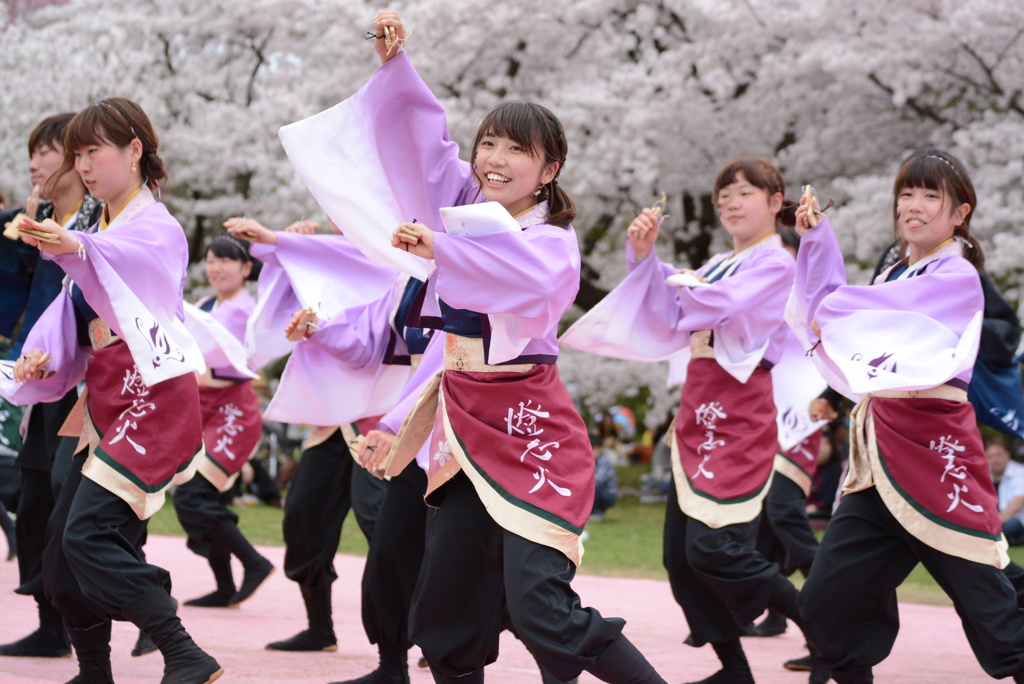 さくらよさこい4