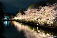 岡崎疎水の桜