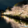 岡崎疎水の桜