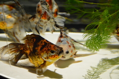 金魚