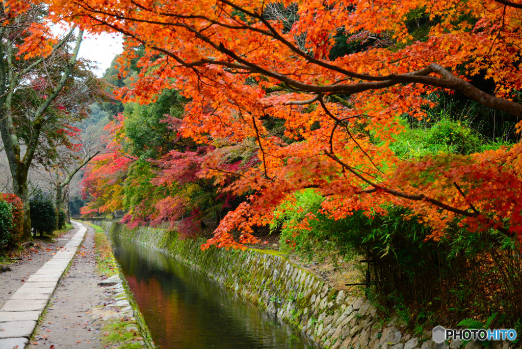 哲学の道・紅葉 哲学の道