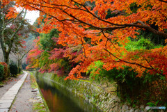 哲学の道・紅葉 哲学の道