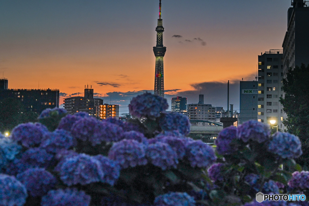 あじさい・夕暮れ・スカイツリー