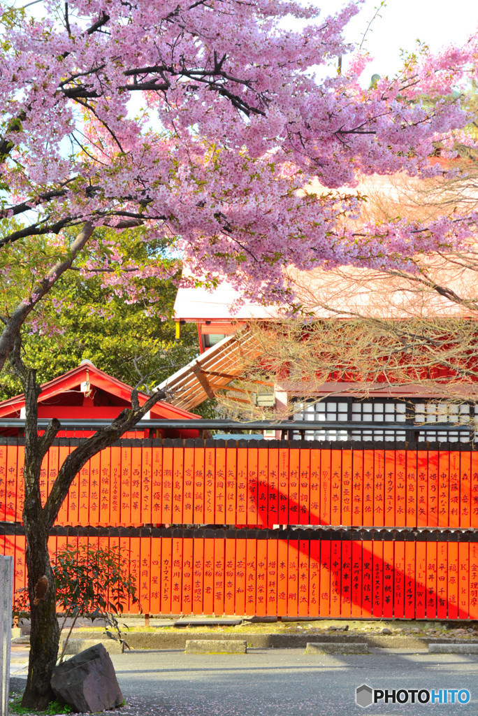 車折神社の河津桜