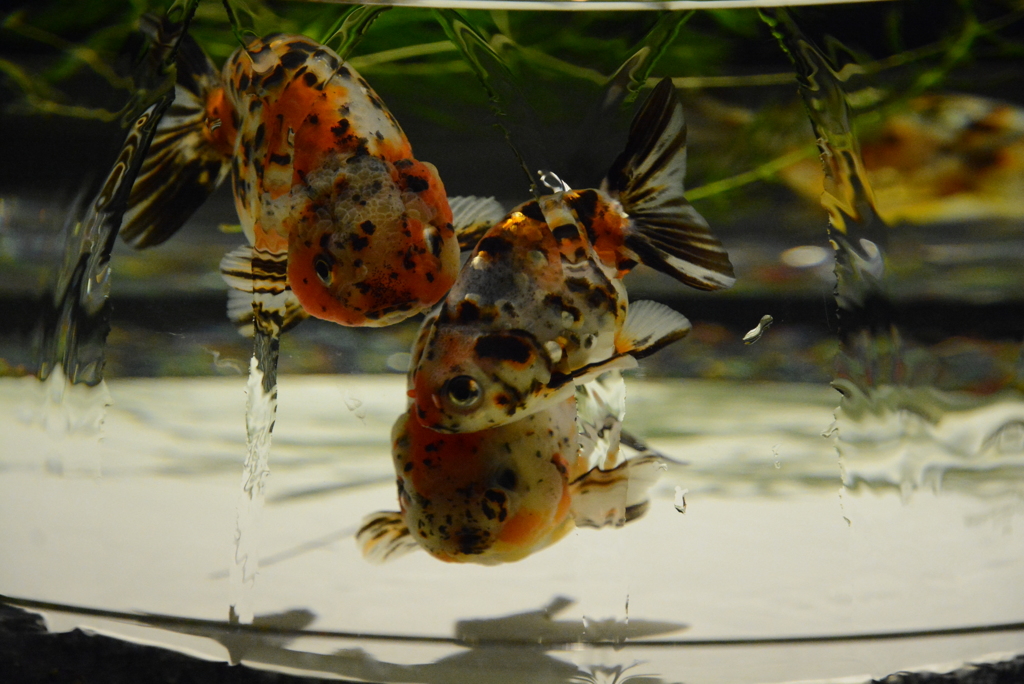 金魚2