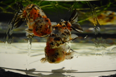 金魚2