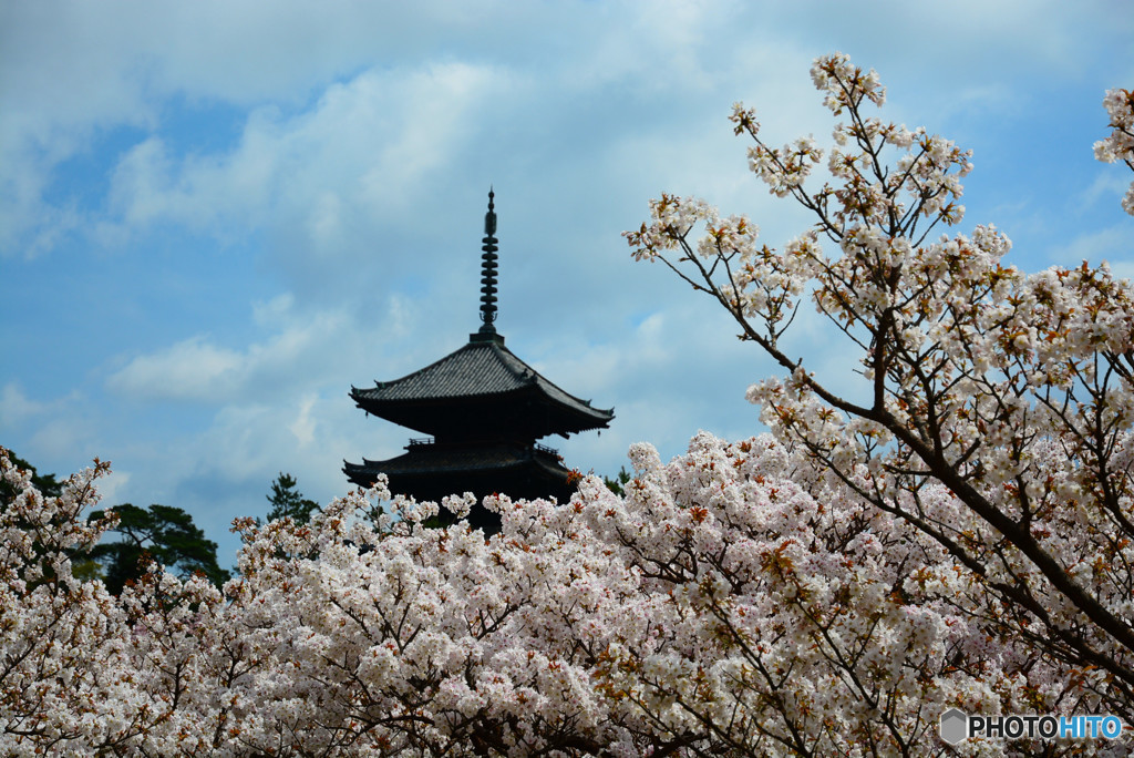 御室桜と五重塔