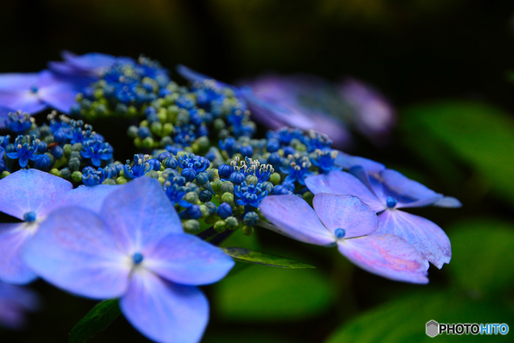 額紫陽花