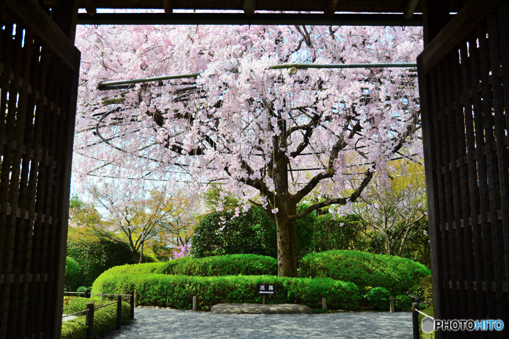 妙心寺退蔵院