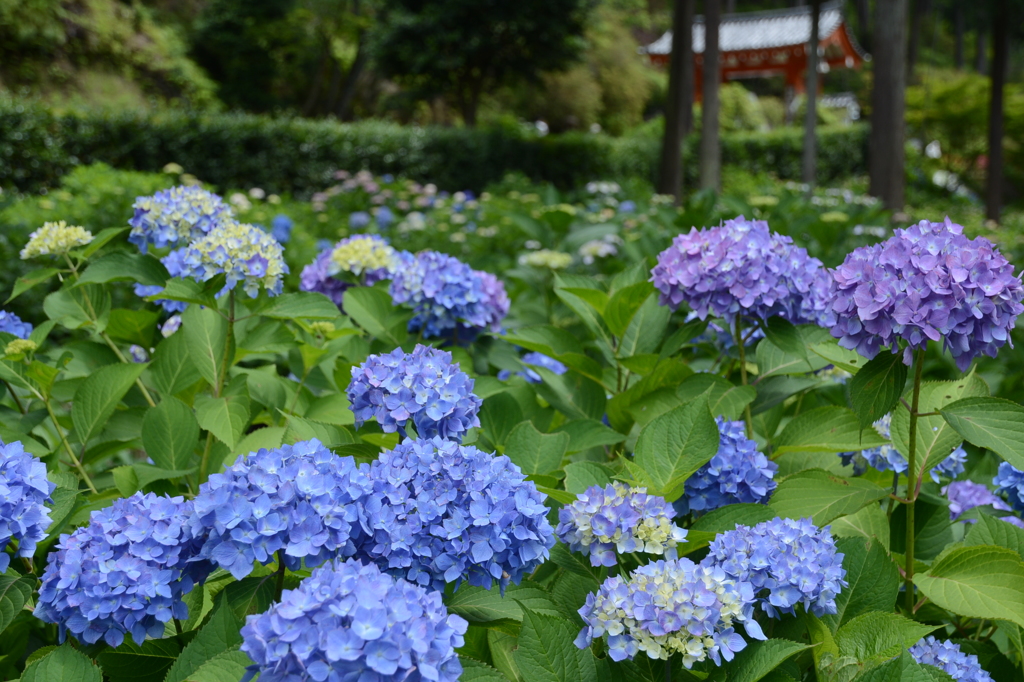 紫陽花が見頃ですね。