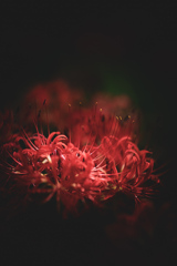 曼珠沙華