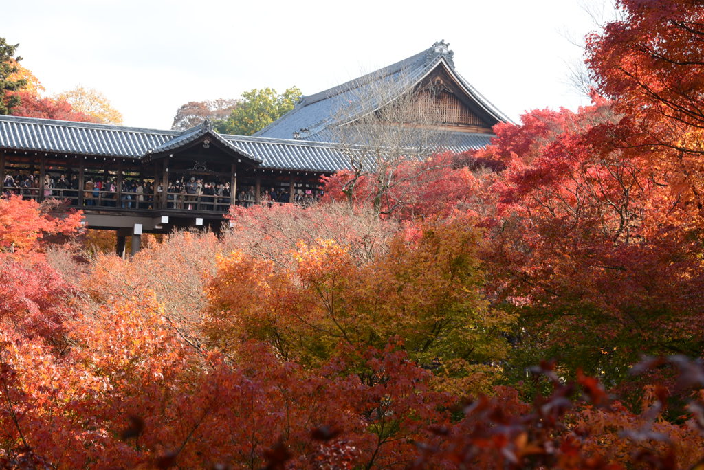 赤に染まる東福寺