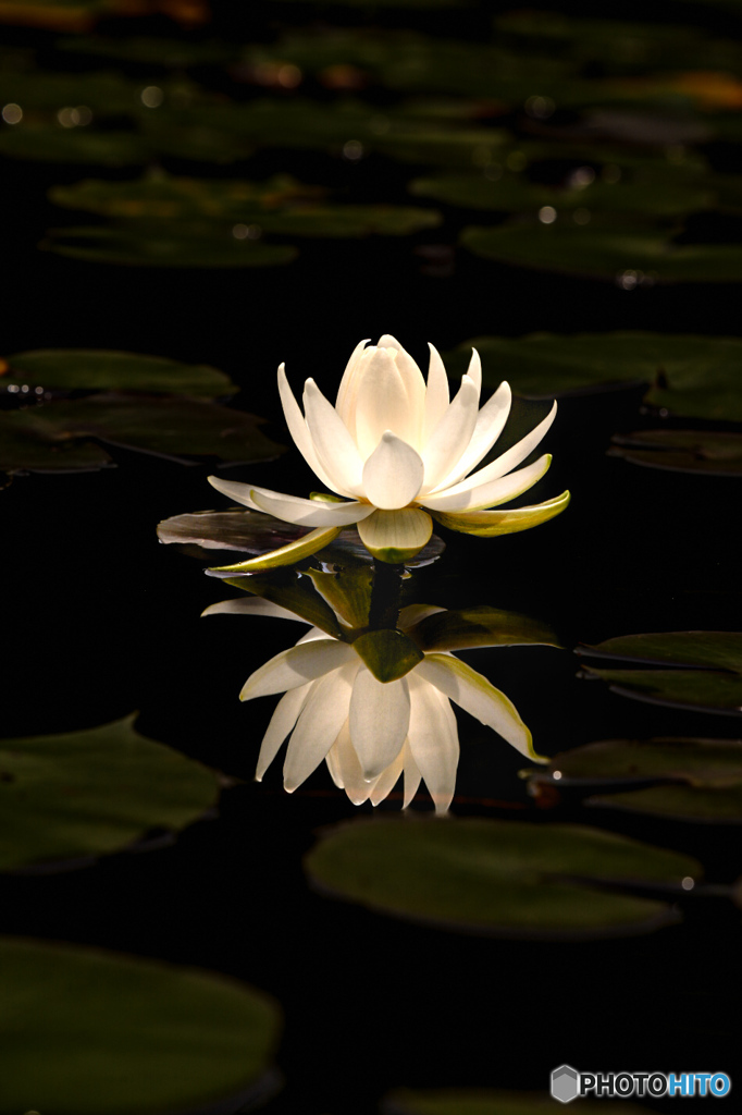 水蓮の花