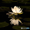 水蓮の花
