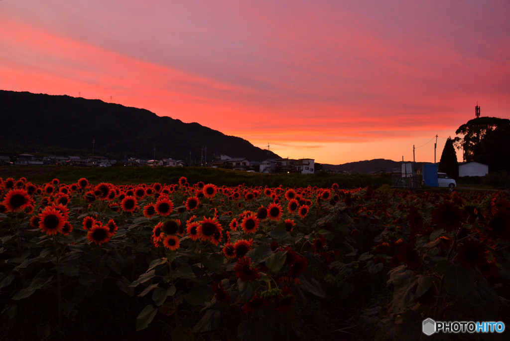 夕暮れのひまわり畑