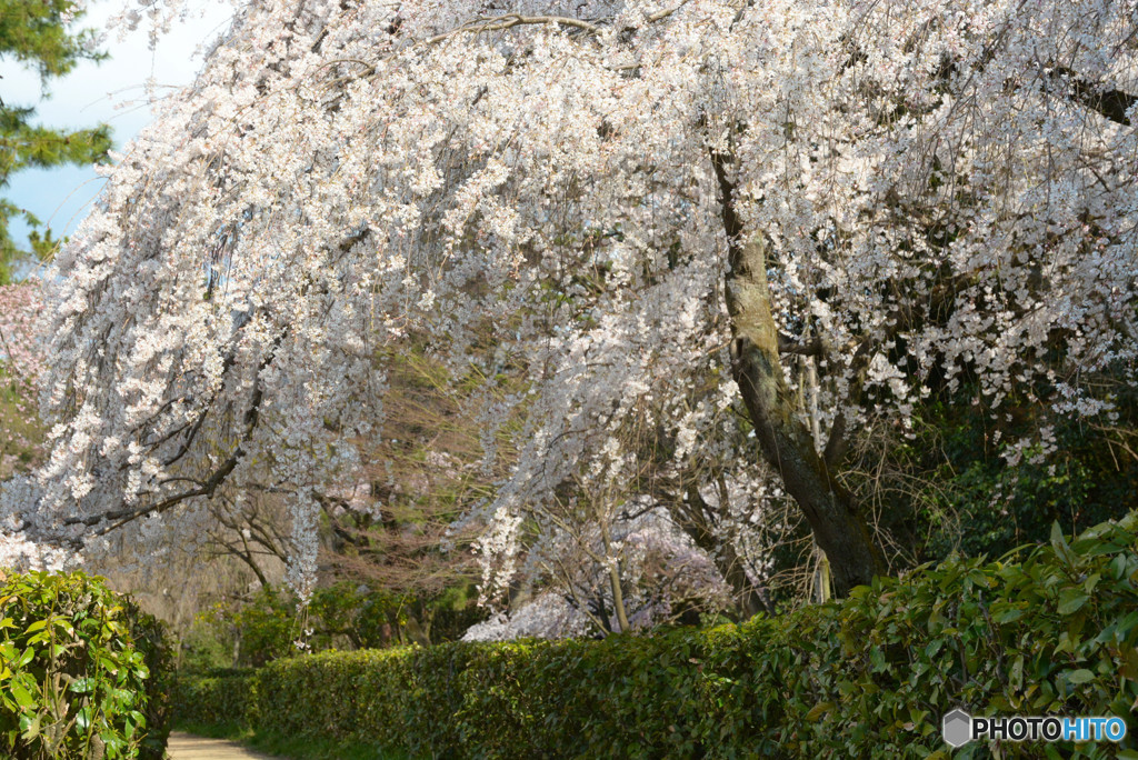 京都御所・近衛邸跡地の枝垂れ桜