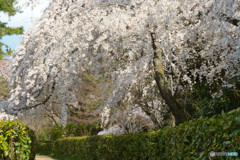 京都御所・近衛邸跡地の枝垂れ桜
