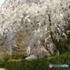 京都御所・近衛邸跡地の枝垂れ桜