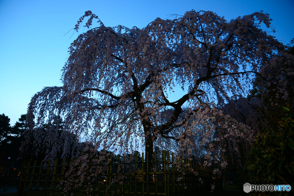 京都御所・出水の小川の枝垂れ桜