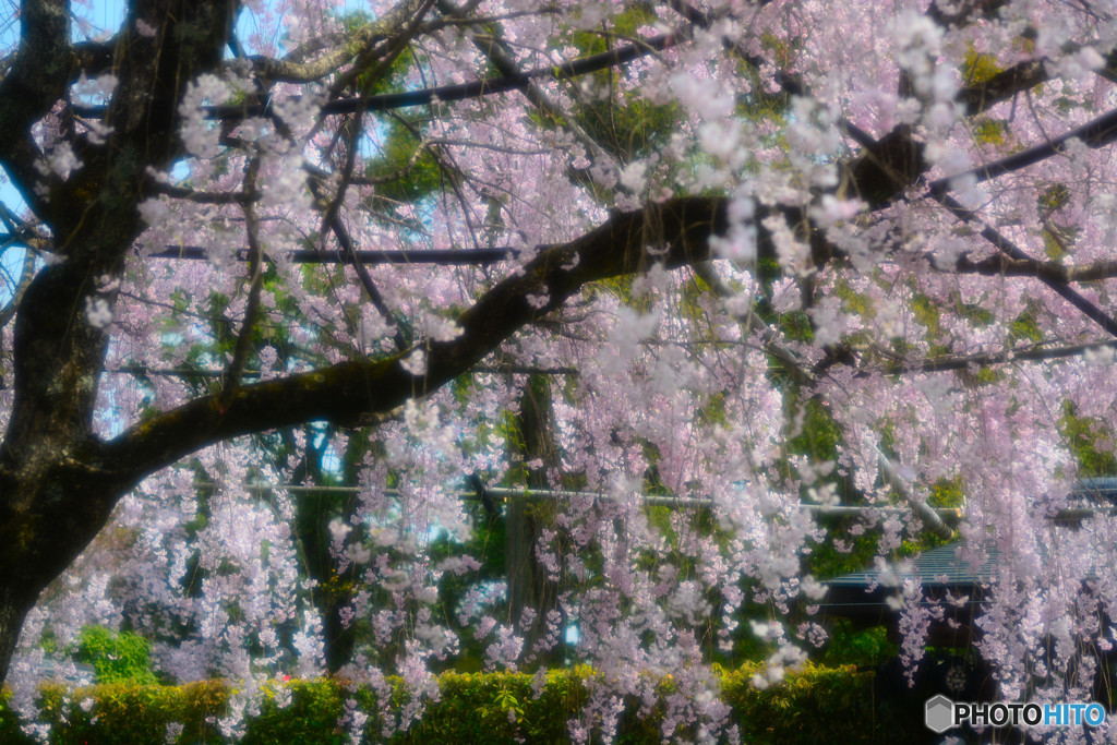 退蔵院の紅しだれ桜