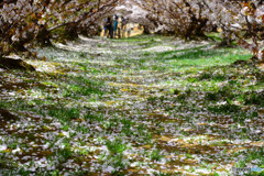 桜色に染まりゆく緑の絨毯