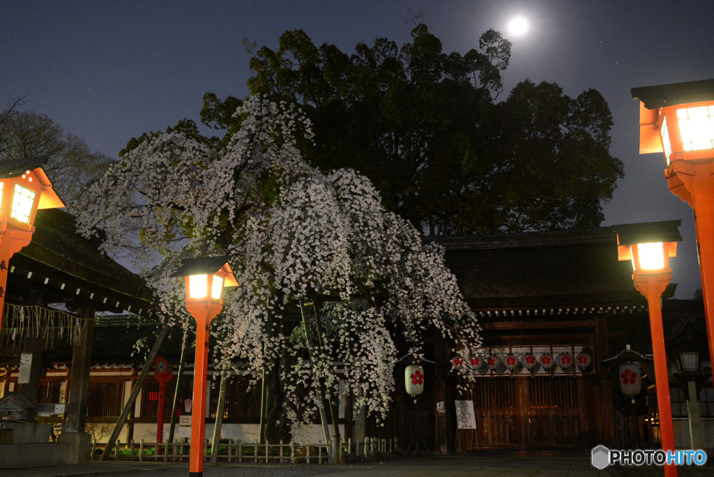 魁桜