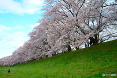 背割のさくら道