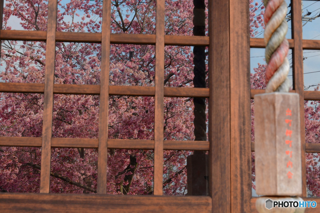 長徳寺のおかめ桜