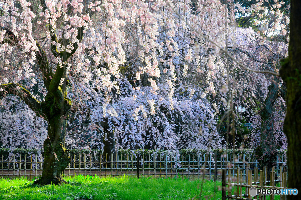 近衛邸跡の糸桜