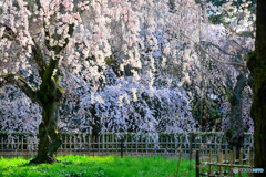 近衛邸跡の糸桜