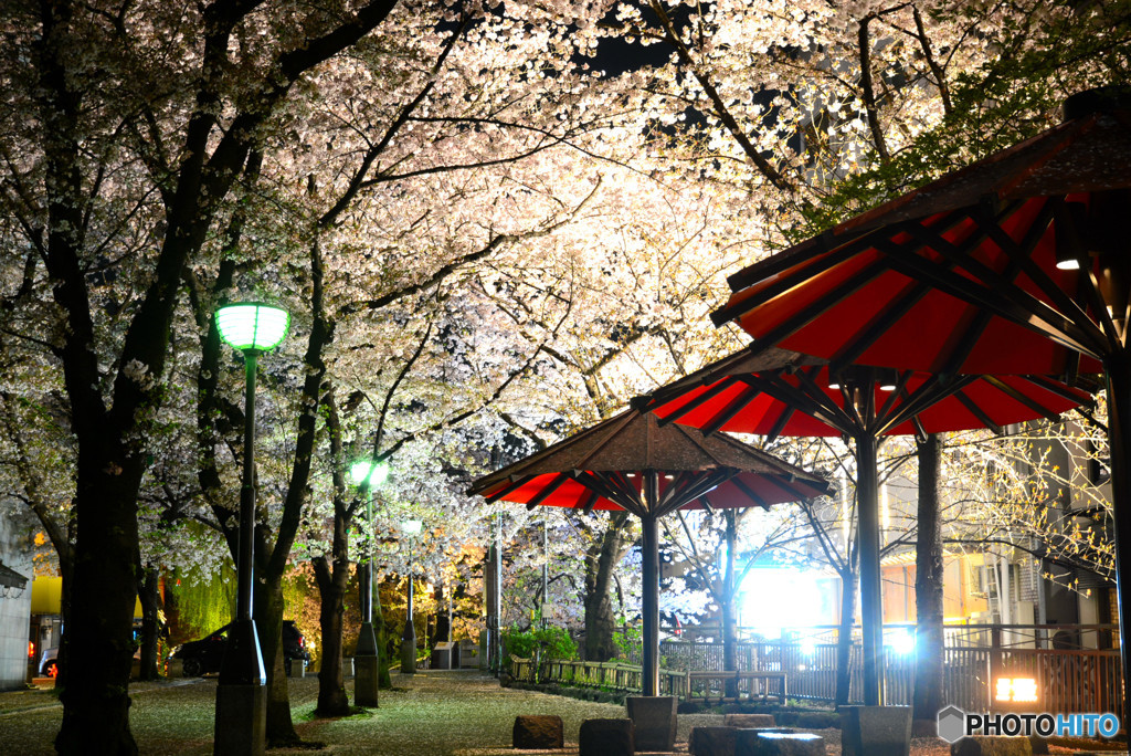 祇園白川の夜桜