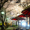 祇園白川の夜桜