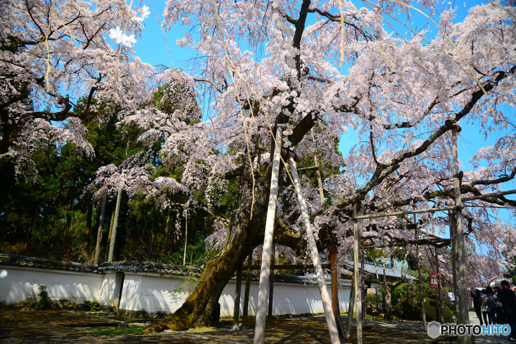 醍醐の桜