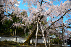 醍醐の桜