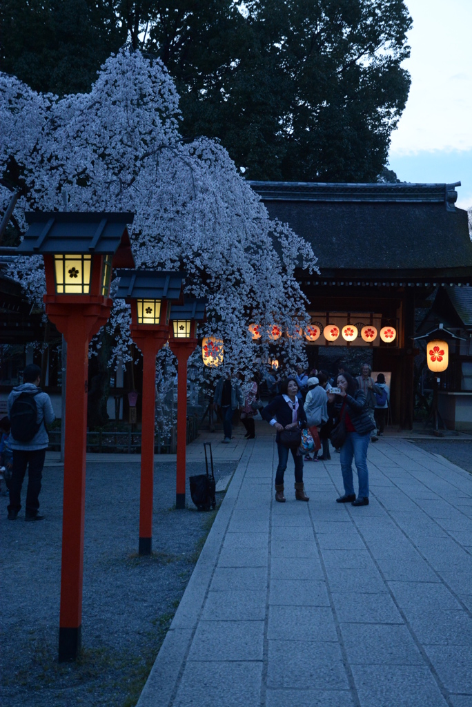 桜の平野神社