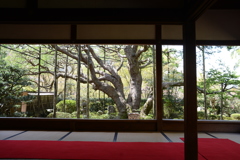 宝泉院・五葉の松