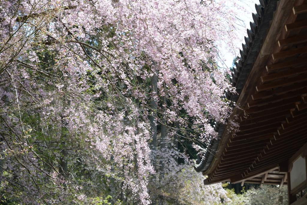 最後の山桜