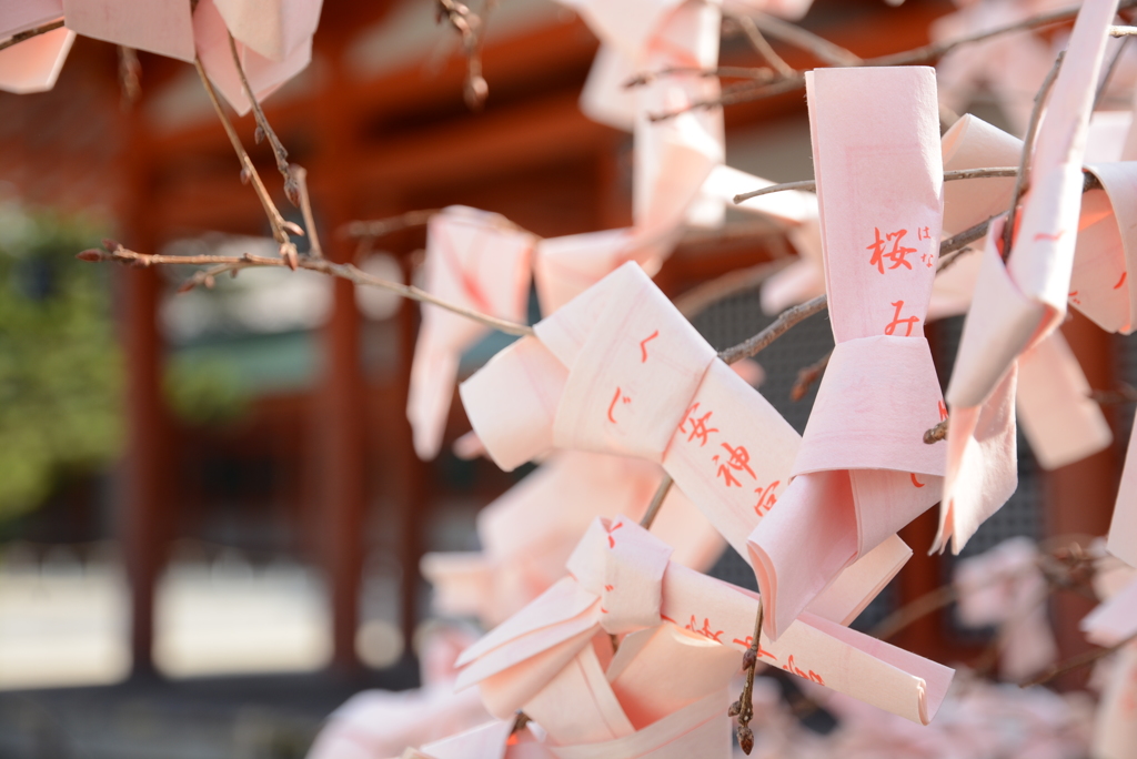 平安神宮も桜が満開です。