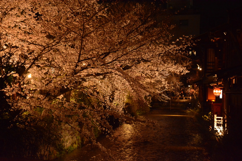 祇園白川の夜