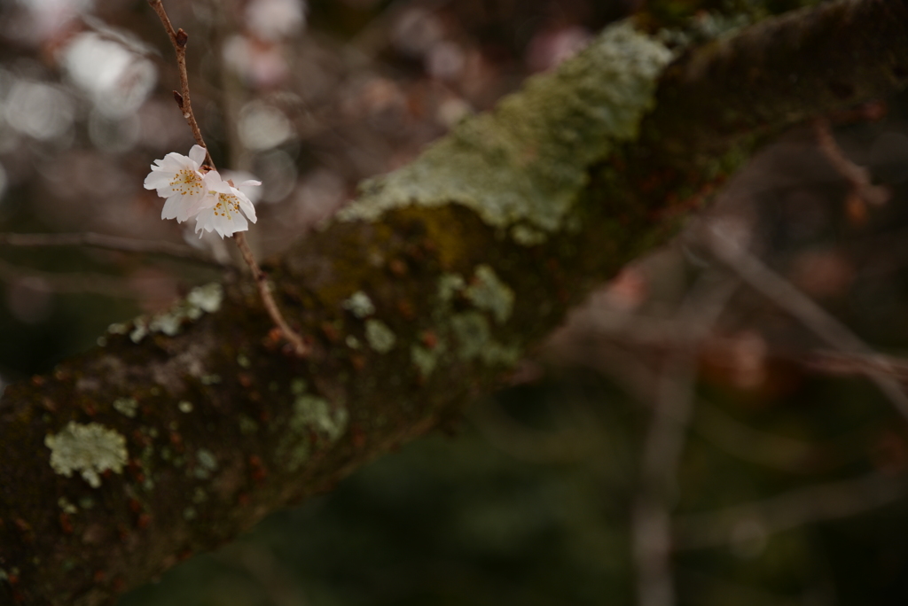 sakura 咲いた