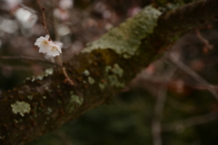 sakura 咲いた