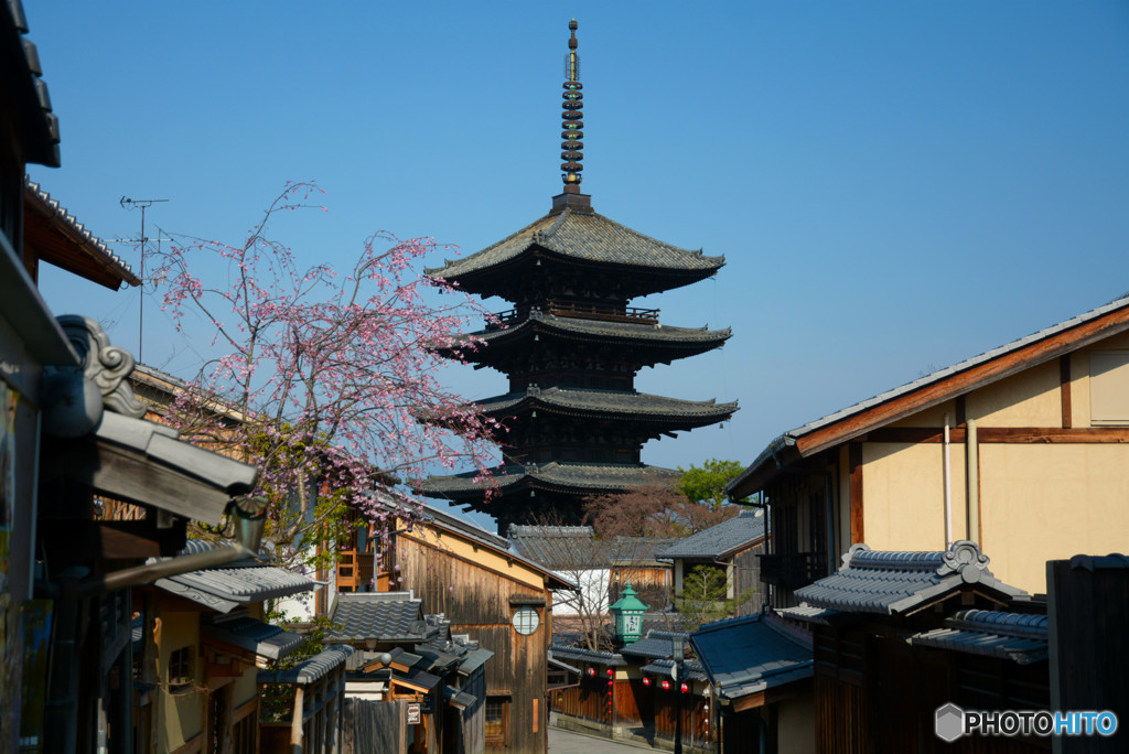 八坂の塔に桜を添えて